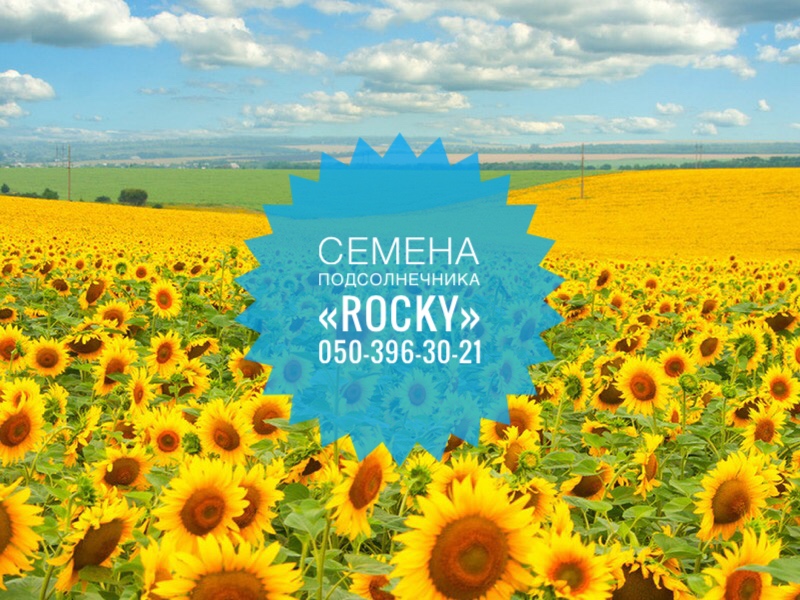 Импортные семена подсолнечника Rocky
