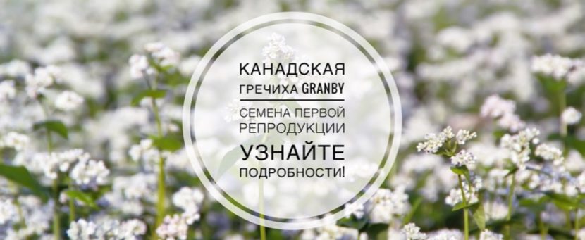 Канадская гречиха Granby Гренби семена первой репродукции