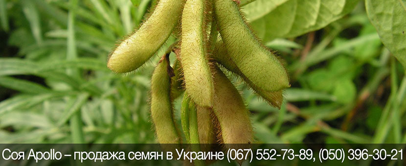Купить семена сои Аполло (Apollo) – Импортная соя для прибыльного земледелия в Украине!