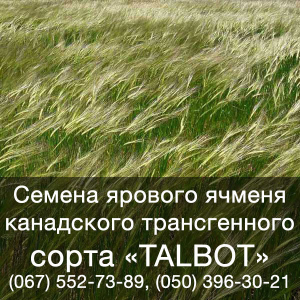 Семена ячменя ярового купить в Украине — Канадский трансгенный ячмень TALBOT (Талбот)
