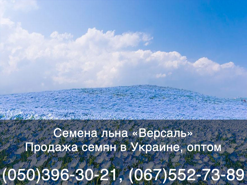 Купить семена льна в Украине — гибрид «Версаль»