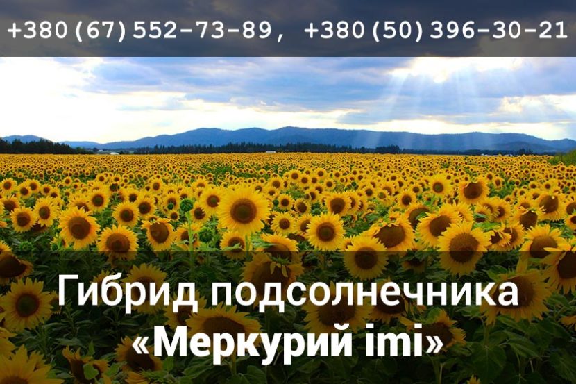 Семена гибрида подсолнечника «Меркурий imi»