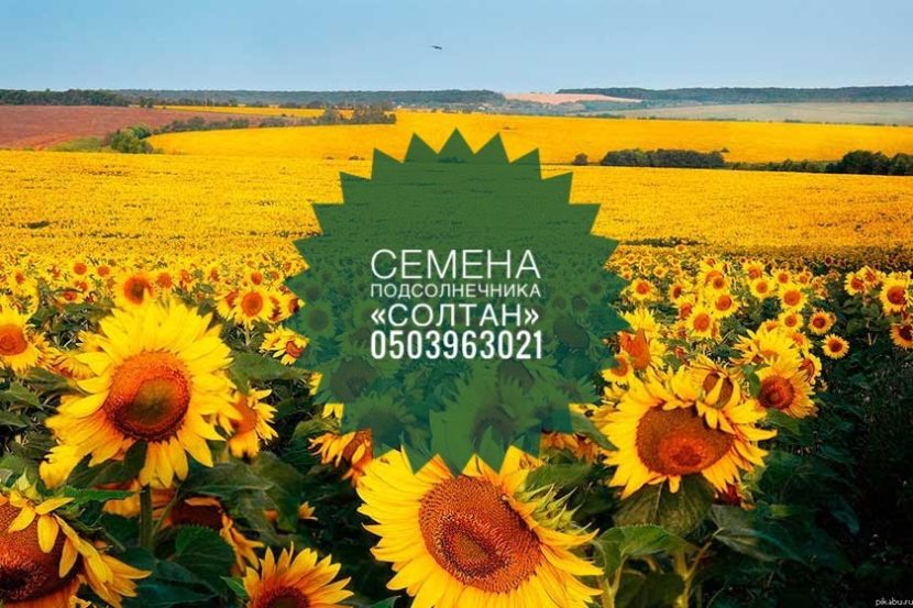 Купить Семена подсолнечника «Солтан»
