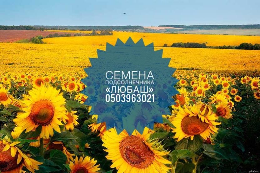 Купить Семена подсолнечника «Любаш»