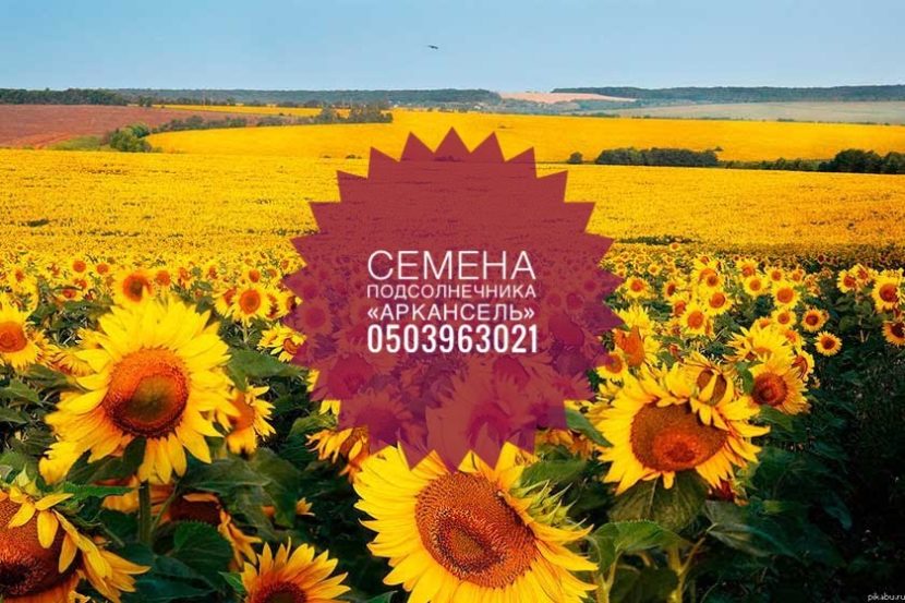 Купить Семена подсолнечника «Аркансель»