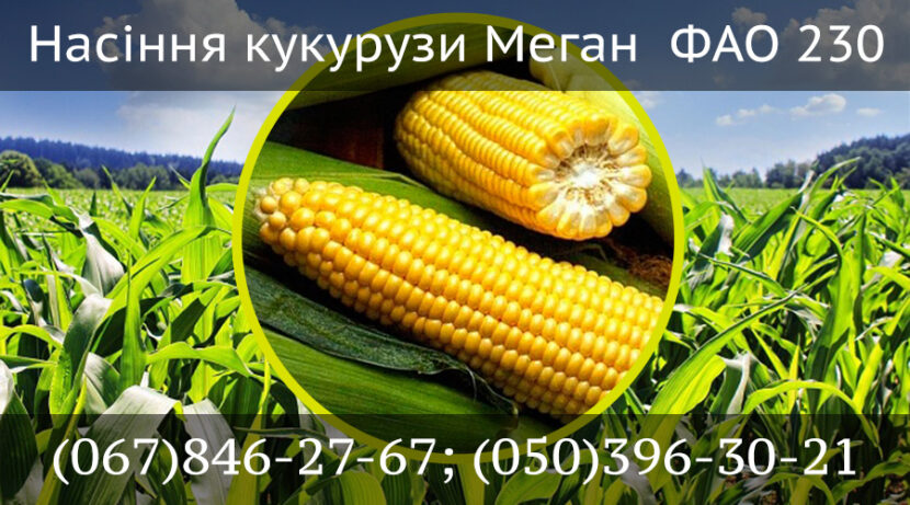 Кукуруза Меган ФАО 230 (Megan) PREMIUM