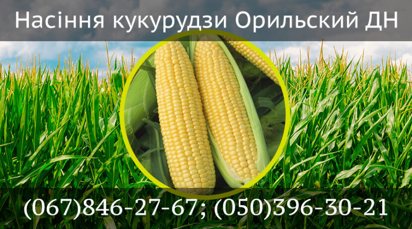 Насіння кукурудзи Орильский ДН